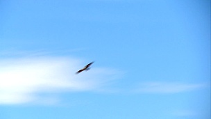 勃拉米尼风筝快速翱翔-秃头海鹰