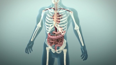 人体胃肠道或胃肠道的3D动画
