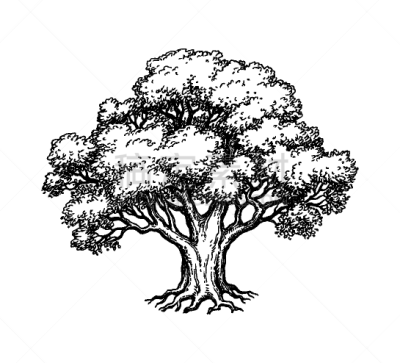 草图,橡树,墨水,橡树果,植物,木制,雕刻图像,王冠,小树林,复古