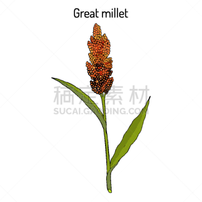 高粱,杂色的,稷,非凡的,谷物,食品,植物群,草,农场,喂养