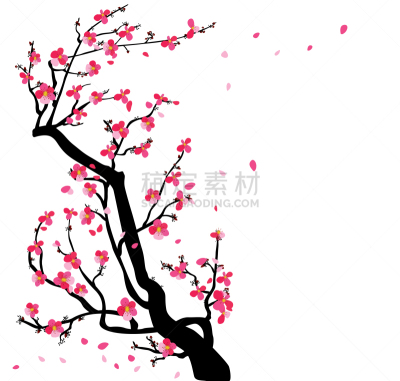 水彩画,花朵,樱之花,背景,边框,分离着色,白色,矢量,图像,花
