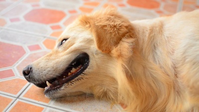 金毛猎犬躺在地板上