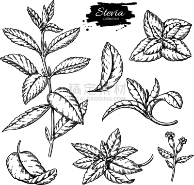 草图,甜叶菊,草本,甜食,药,清新,营养品,食品,糖尿病,画画