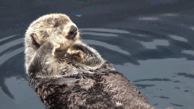 水中的卡兰海獭