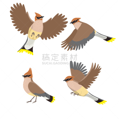 图像,矢量,连雀,分离着色,白色背景,多色的,黄色,白色,灰色,黑色