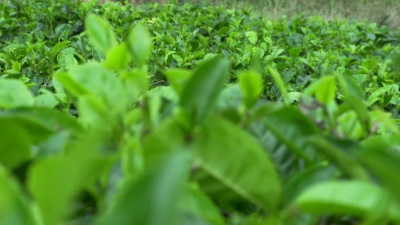 绿茶种植