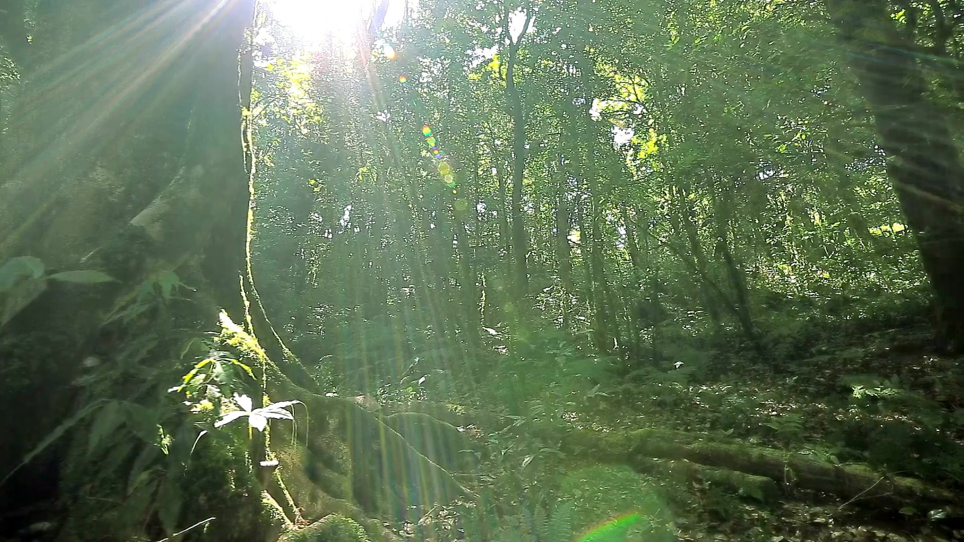 热带雨林，小推车拍摄预览效果