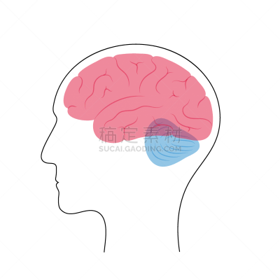 人脑,生理学,生物学,商务,半球体,概念,品牌名称,思考,手术