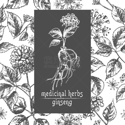 草图,墨水,植物学,Ginseng,华丽的,传统,健康保健,药,滴瓶,写实