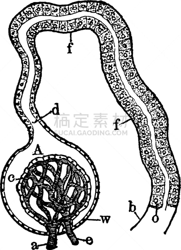 肾小球,小管,肾脏,白色,矢量,血流动,图像,雕刻图像,黑色,复古