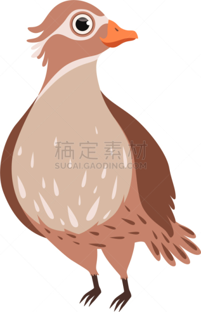自然美,鸟类,白色,可爱的,华丽的,野生动物,翅膀,小的,动物,连雀