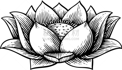 雕刻图像,荷花,白色,华丽的,传统,精工制品,浪漫,图像,复古,装饰