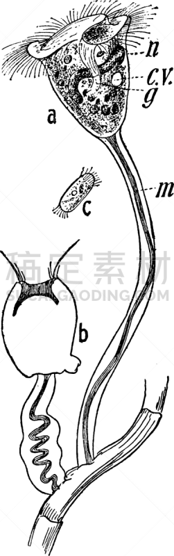 钟形虫,白色,矢量,图像,雕刻图像,黑色,复古