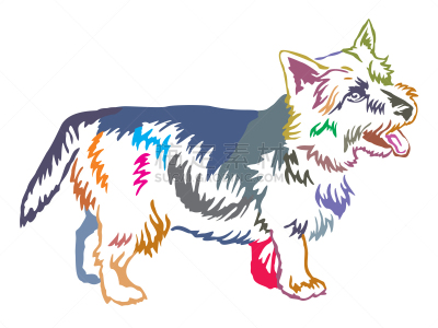 诺维奇犬,多色的,矢量,绘画插图,华丽的,注视镜头,纯种犬,背景分离,站,站