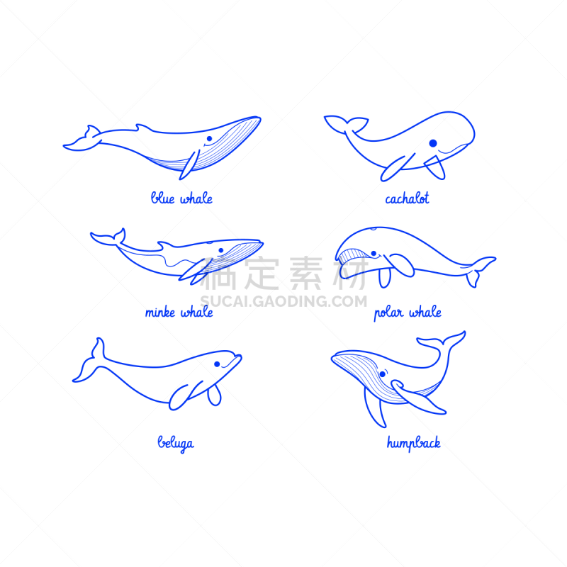动物,计算机图标,可爱的,字母,抹香鲸,小的,蓝鲸,座头鲸,草图,南极洲