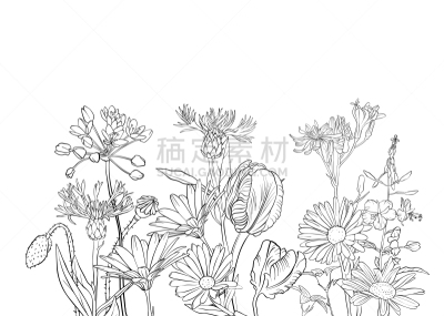 环境,直的,植物群,春天,夏天,草图,花坛,绘制,花,构图