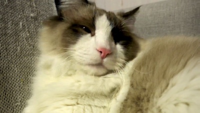 猫的脸