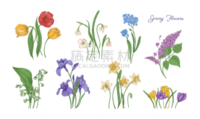 春天,自然,华丽的,郁金香,植物群,番红花属,铃兰,画画,花,捆