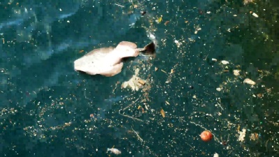 生态灾难海洋生物正因污染而死亡