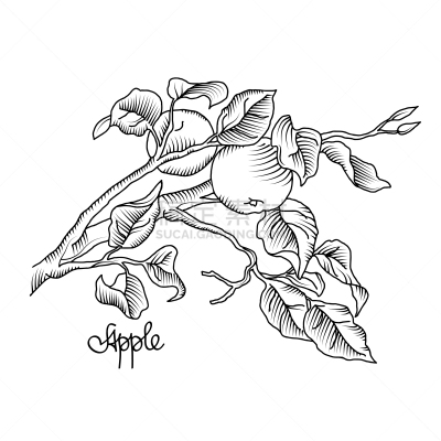 枝,苹果,平衡折角灯,动物手,绘画插图,农业,有机食品,自然,闪亮的,清新