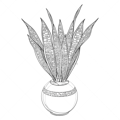 花盆,蛇,植物,轮廓,叶子,矢量,虎尾兰,黑色,分离着色,串