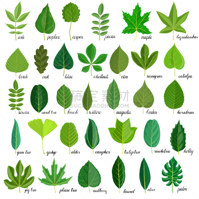 叶子,樟脑树,植物群,桑椹,人的牙齿,榆树,白杨,欧锻树,树,布置