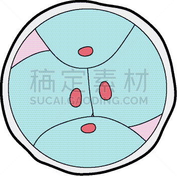生物学,脱氧核糖核酸,胚胎,卵子,人,科学,生物科技,健康保健,分割