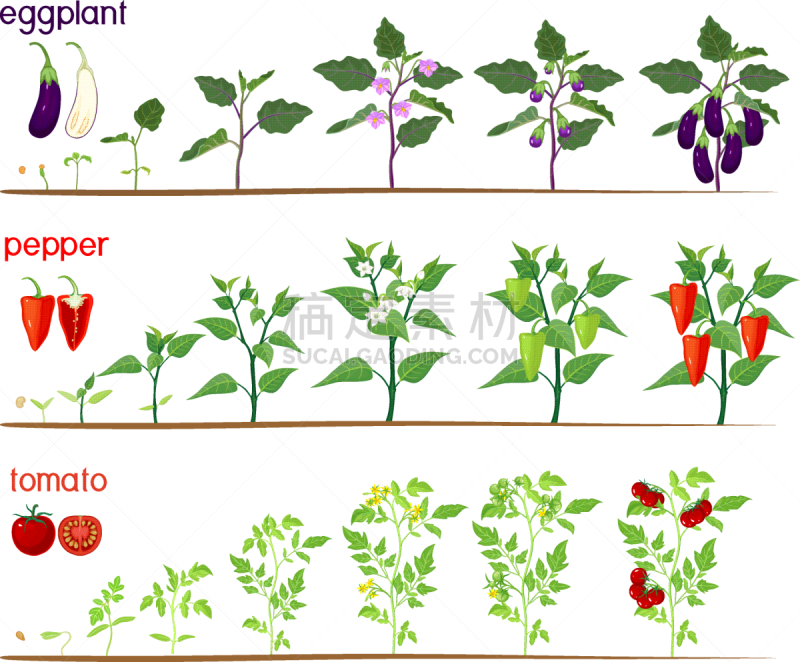 蔬菜,椒类食物,西红柿,植物,秧苗,白色背景,农作物,茄子,种子,生长