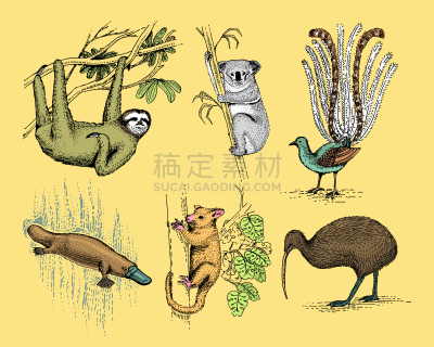 符号,巨大的,新西兰,澳大利亚文明,猴子,可爱的,斑马,狮子,象,动物