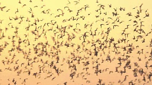 一群鸟儿在黄色的天空上飞翔