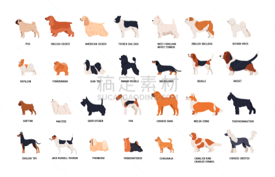 可爱的,多样,狗,髯犬,纯种犬,巴哥犬,动物,腊肠犬,福克斯猎狐犬,收集