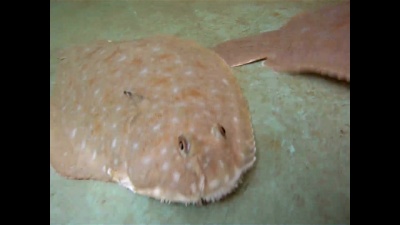 比目鱼-Solea senegalensis