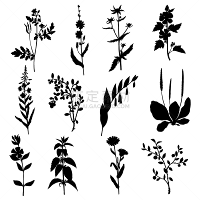 野生植物,健康保健,Corn Marigold,植物群,草,长春花属,火龙草,绘制,花,剪影
