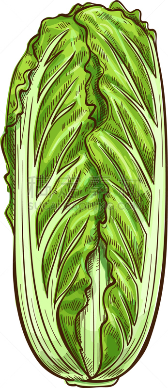 chinese or peking cabbage isolated romaine lettuce