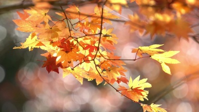   Obara Park Toyota Nagoya Japan秋红叶，Apple ProRes 422(HQ)3840x2160格式