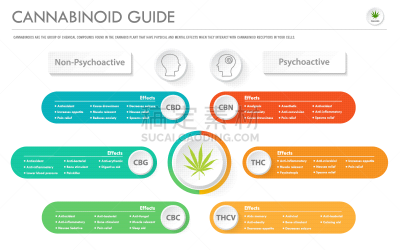 信息图表,导游,水平画幅,商务,受体,淋巴系统,植物,香熏油