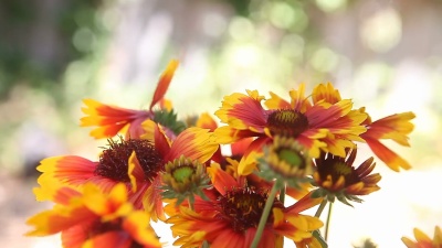 具有复制空间的Gaillardia花