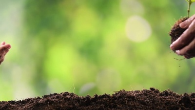 成人的手把幼小的植物放在小女孩的手中