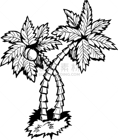 棕榈树,分离着色,鸡尾酒,自然,图像,海洋,植物群,枝,叶子,矢量