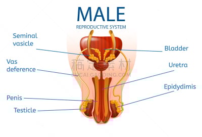 人类的生殖器官,复杂,男性生殖系统,韧带,膜,睾丸,膀胱,人类腺体