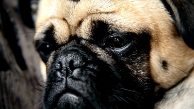 巴格犬
