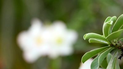 沙漠玫瑰
