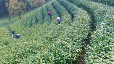 杭州龙井山茶园鸟瞰。 