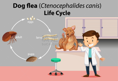 动物,兽医,活力,可爱的,环境,犬蚤,腿,狗,小的,犬科的