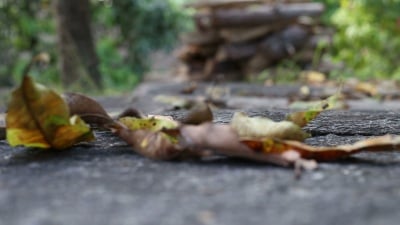 秋叶飘落