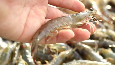 鲜食白腿虾池塘养殖