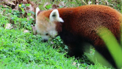 小熊猫吃草