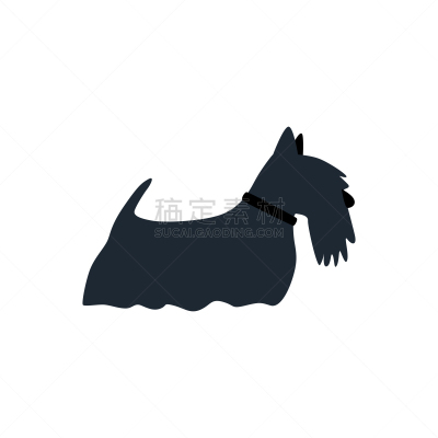 矢量,狗,绘画插图,苏格兰粗毛猎狐犬,白色背景,平坦的,纯种犬,背景分离,肖像