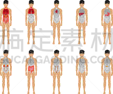 人,美因河,男性,平坦的,数字12,内分泌系统,生物学,健康保健