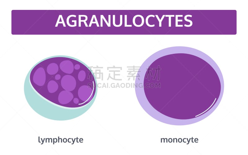 白细胞,生物学,微生物学,显微镜,健康保健,背景分离,药,科学实验,抗体,动脉